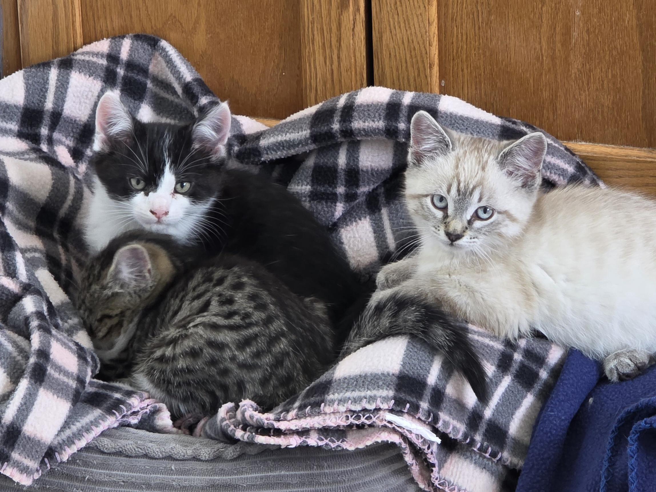 Enlarge Mochi, a ADOPTABLE Tuxedo in Wadsworth, IL image 2/6