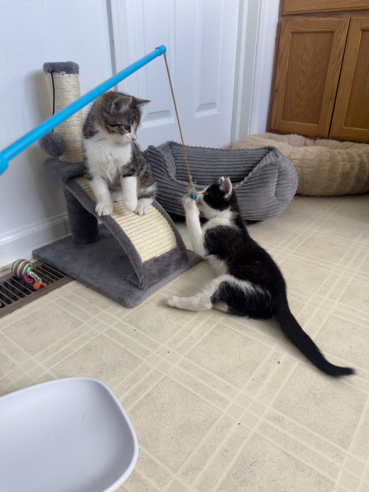 Enlarge Mochi, a ADOPTABLE Tuxedo in Wadsworth, IL image 4/6