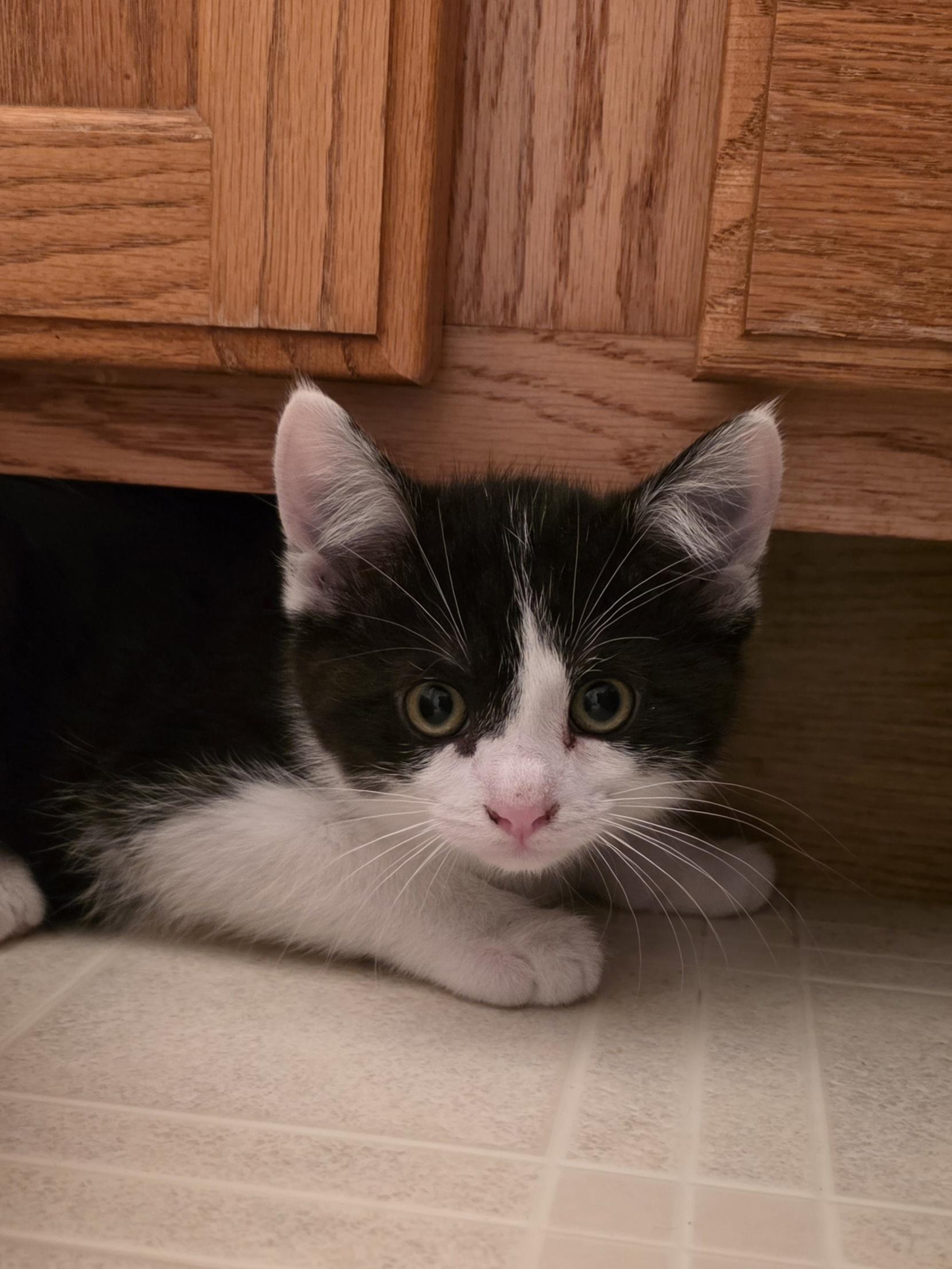 Enlarge Mochi, a ADOPTABLE Tuxedo in Wadsworth, IL image 3/6