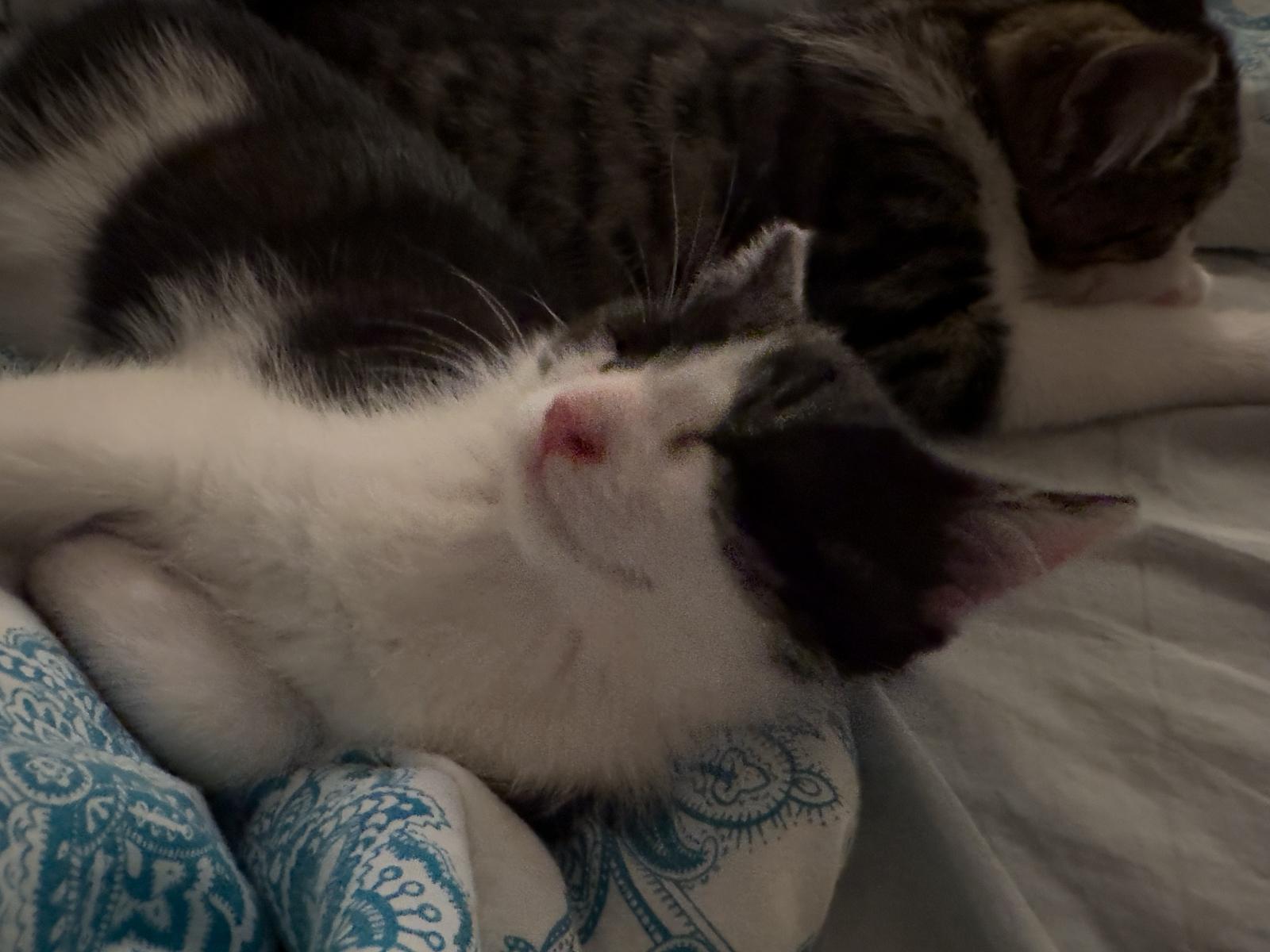 Enlarge Mochi, a ADOPTABLE Tuxedo in Wadsworth, IL image 6/6