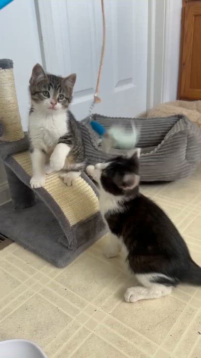 Enlarge Mochi, a ADOPTABLE Tuxedo in Wadsworth, IL video 5/6