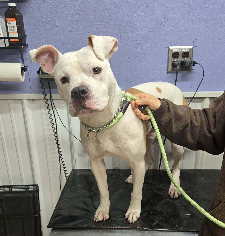 Enlarge Ham Bone, a Adoptable mixed breed in Waverly, OH image 1/1