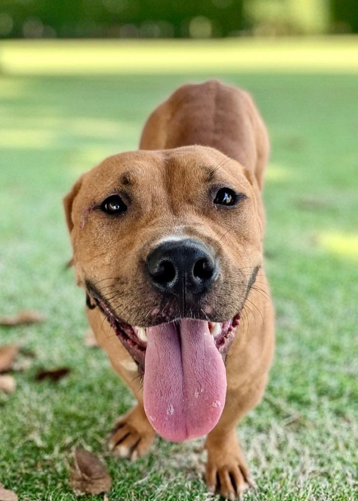 Enlarge Vito-Perfect 45 lb size Boy!, a Adoptable mixed breed in Fort Myers, FL image 1/3