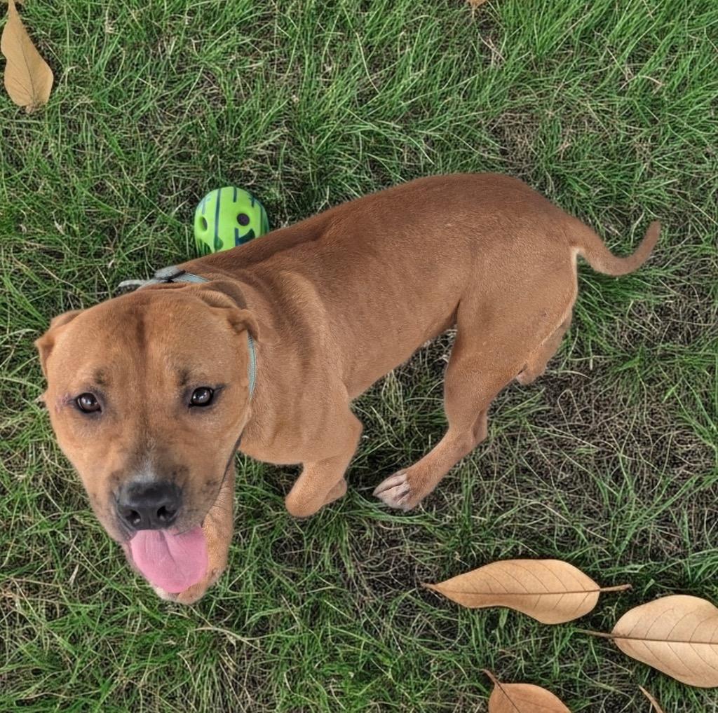 Vito-Perfect 45 lb size Boy!, Adoptable, Young Male Mountain Cur & Rhodesian Ridgeback.