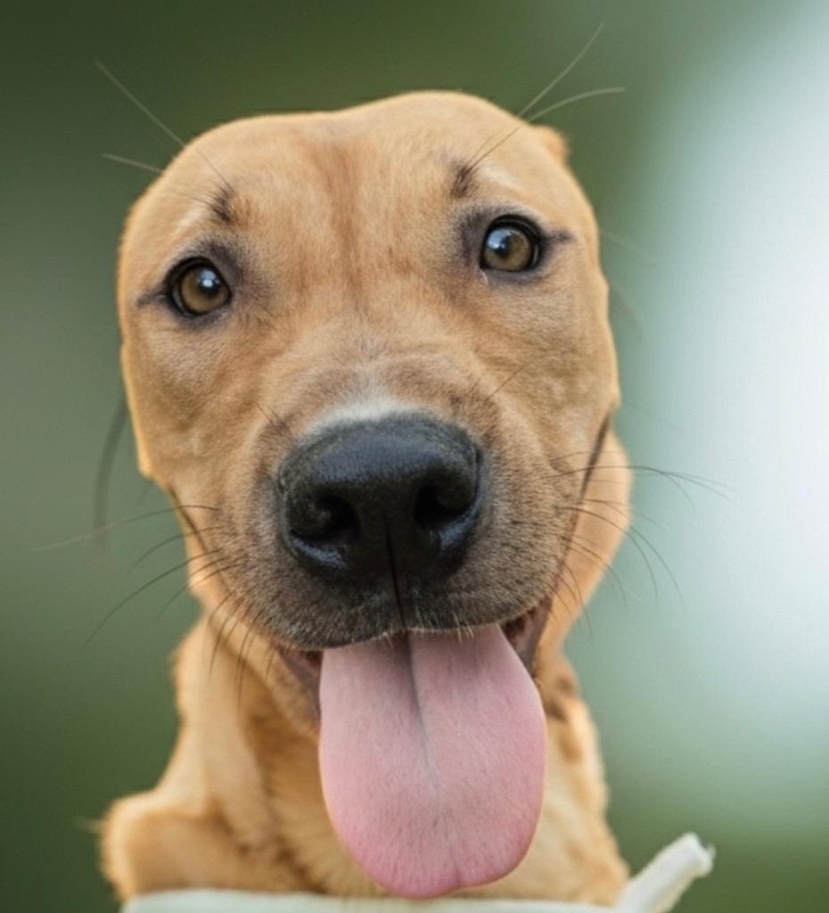 Enlarge Vito-Perfect 45 lb size Boy!, a Adoptable mixed breed in Fort Myers, FL image 3/3