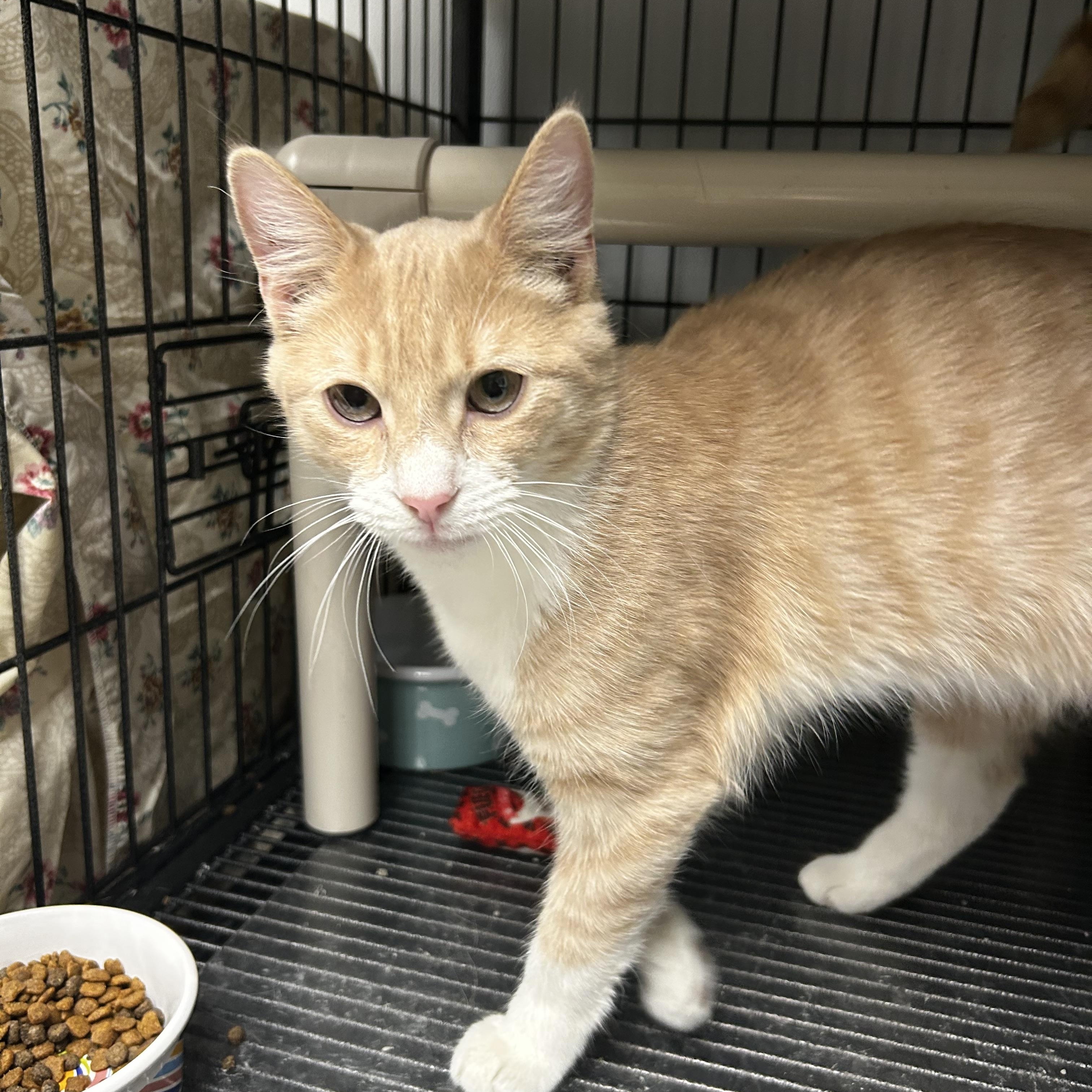 Enlarge Popcorn, a ADOPTABLE Domestic Short Hair in Cape May, NJ image 2/2