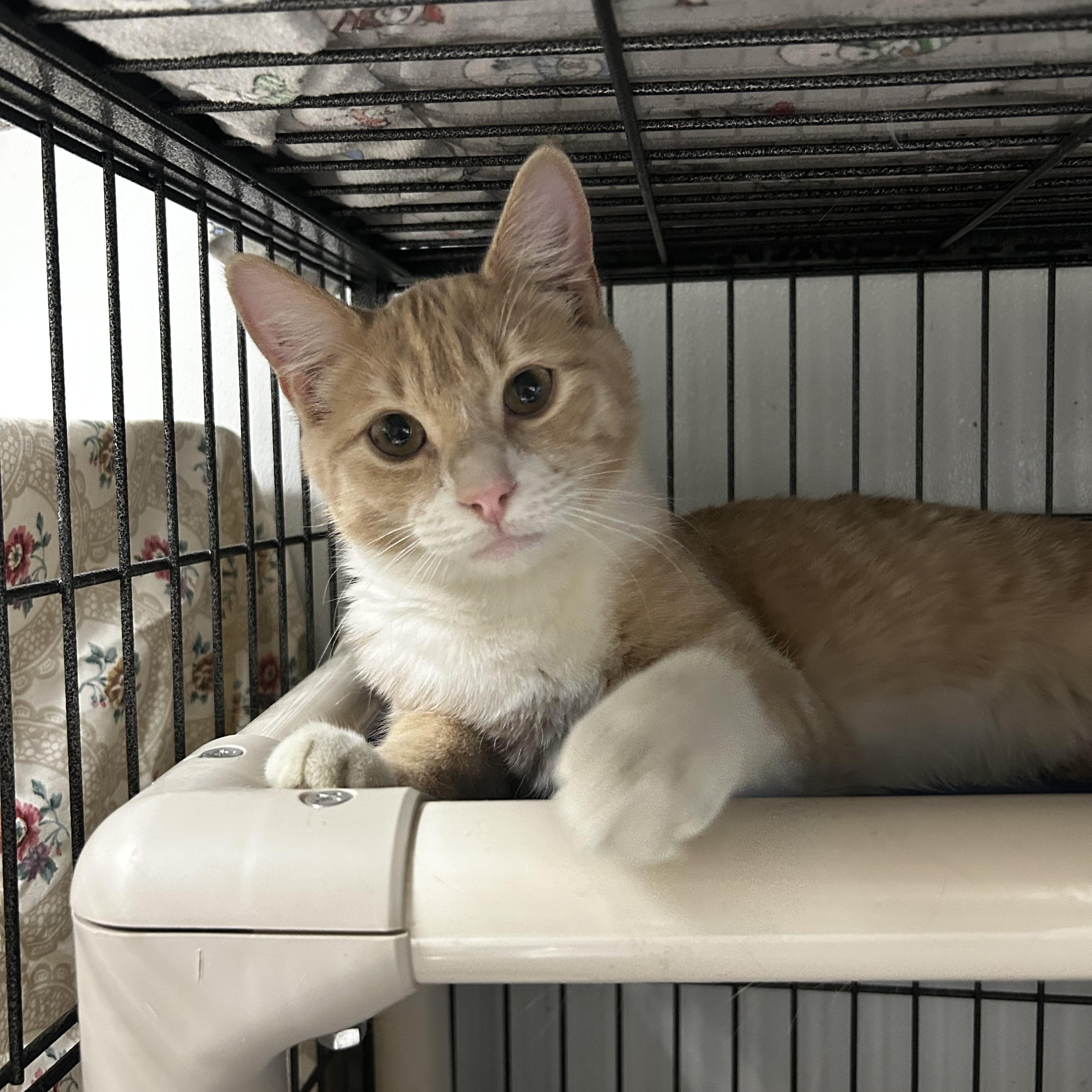 Enlarge Popcorn, a ADOPTABLE Domestic Short Hair in Cape May, NJ image 1/2