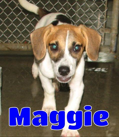 #3782 Maggie, Baby Female unknown