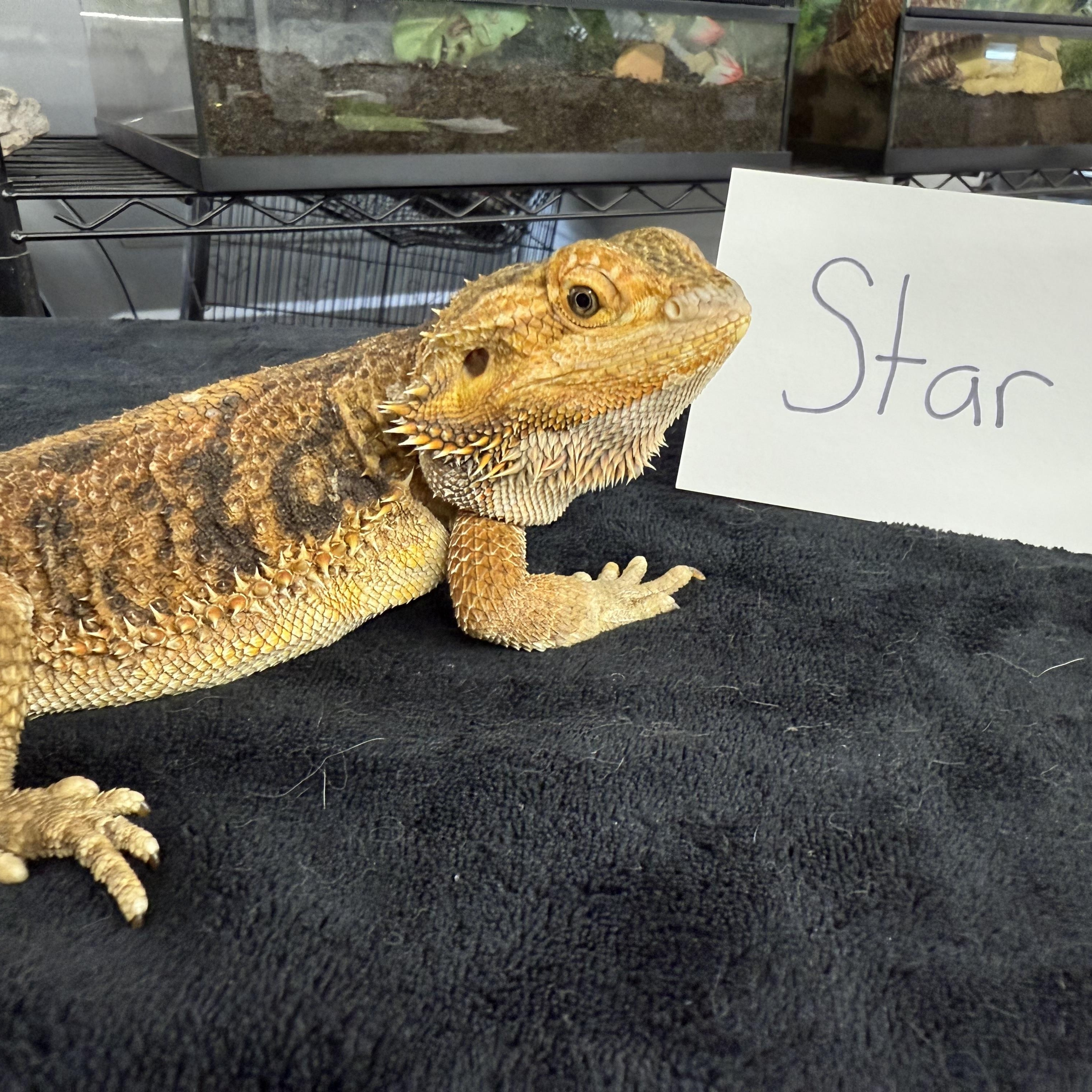 Star photo 2