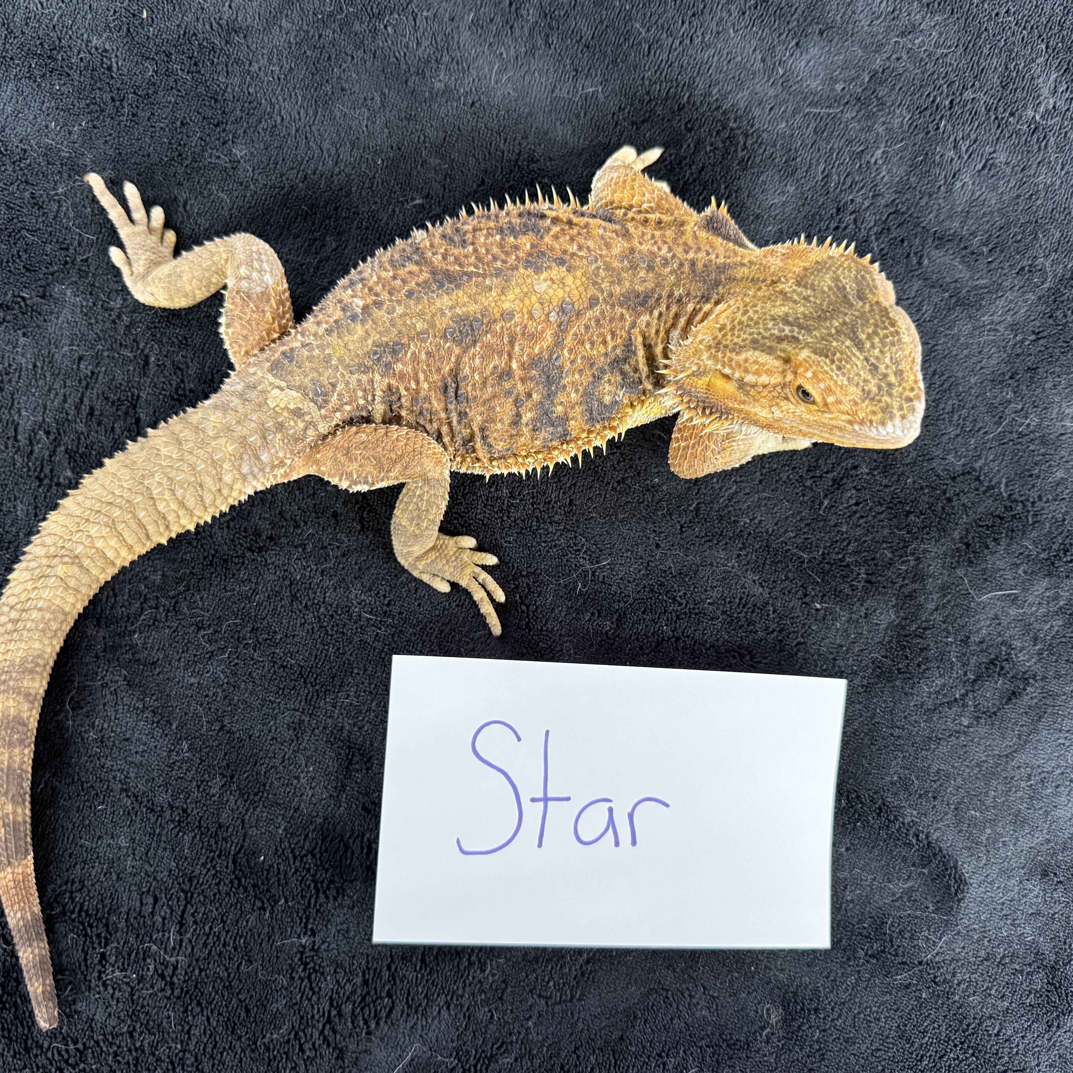 Star photo 1