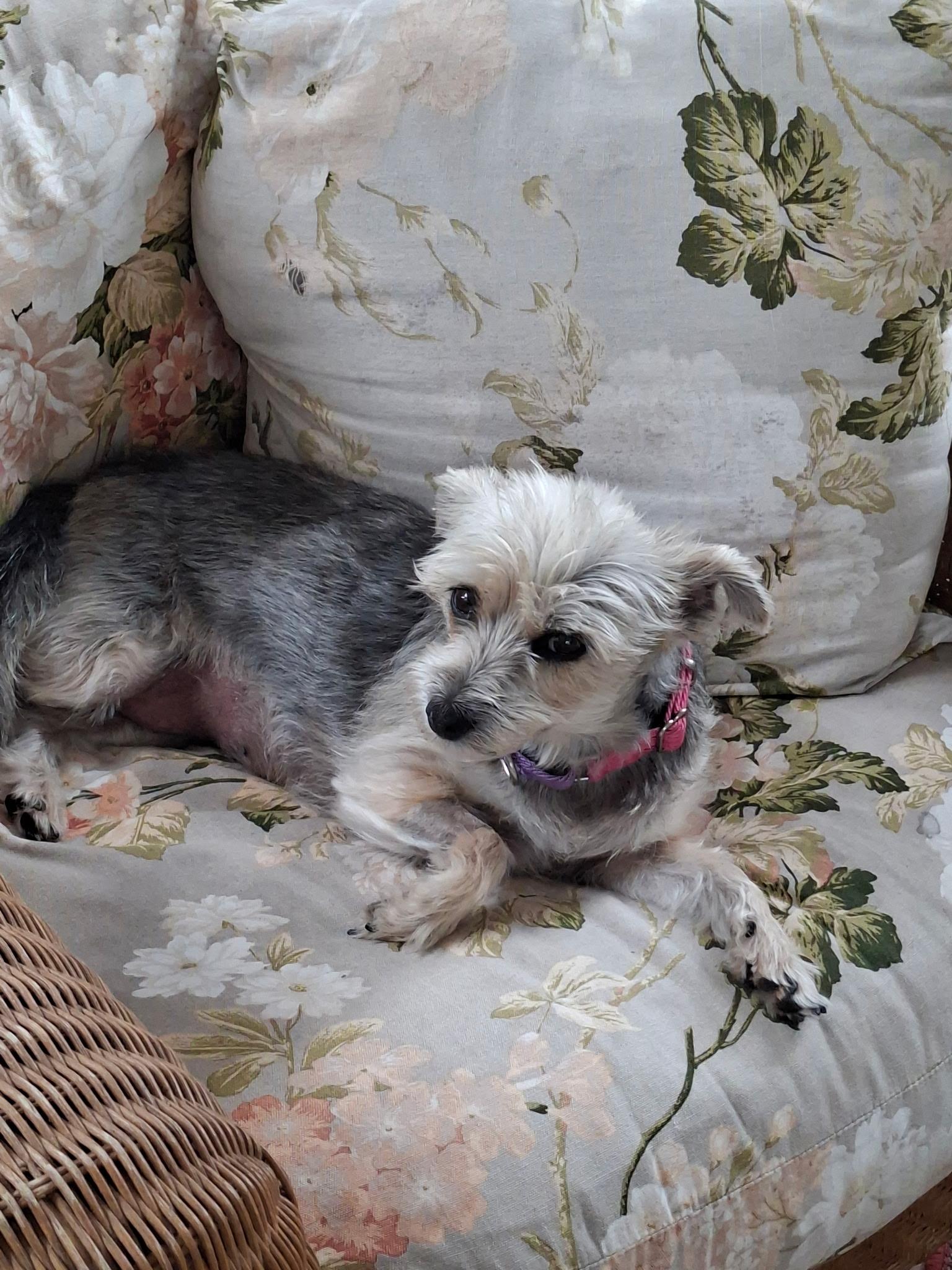 Enlarge Hope , a ADOPTABLE mixed breed in Maitland, FL image 3/4