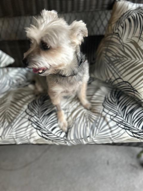 Enlarge Hope , a ADOPTABLE mixed breed in Maitland, FL image 1/4