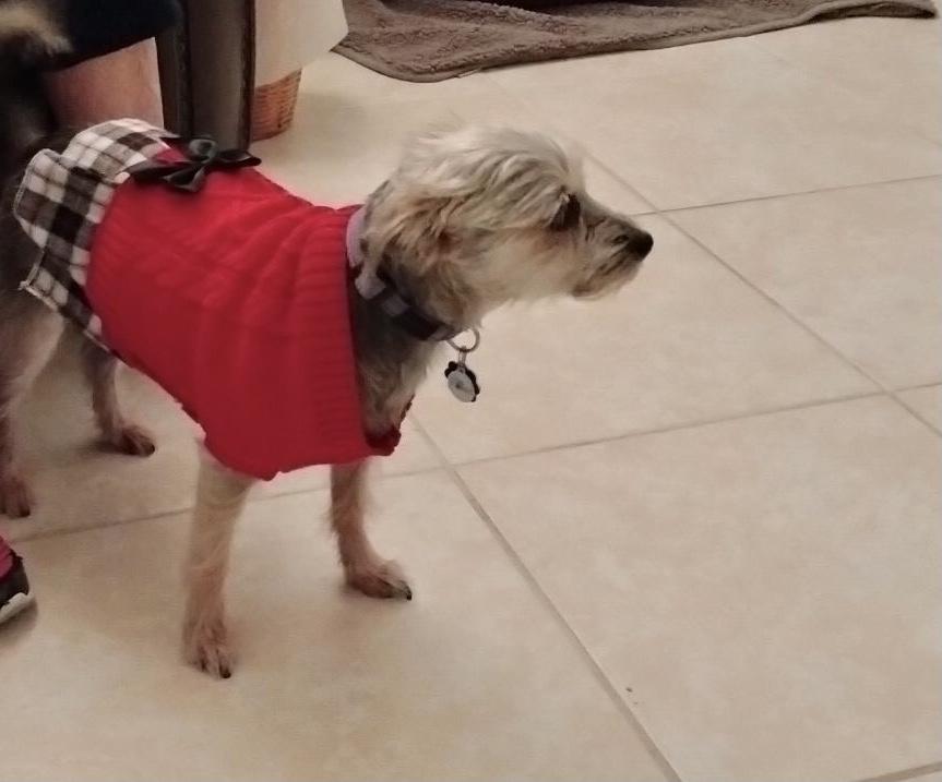 Hope , ADOPTABLE, Adult Female Yorkshire Terrier.