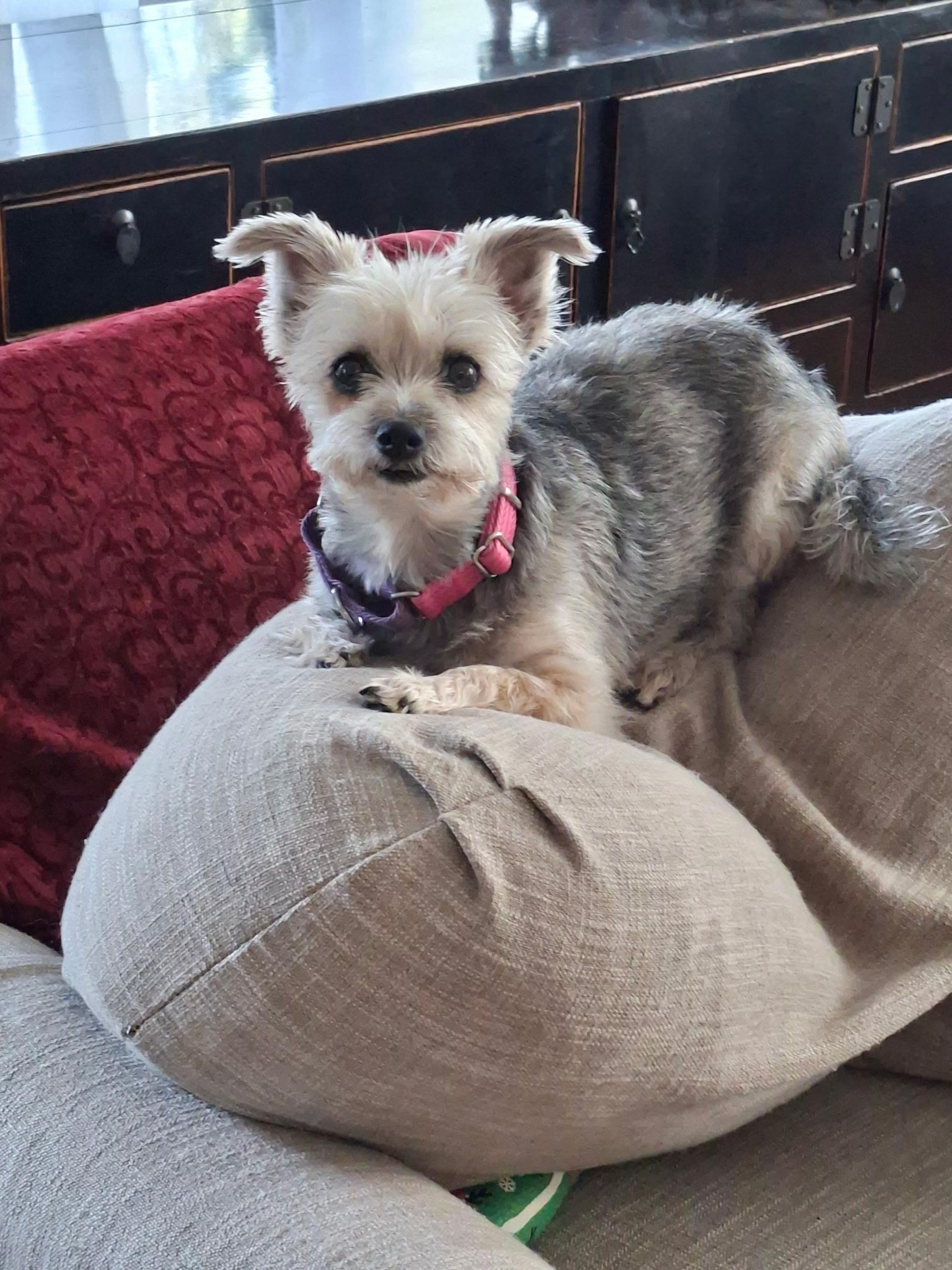 Enlarge Hope , a ADOPTABLE mixed breed in Maitland, FL image 2/4