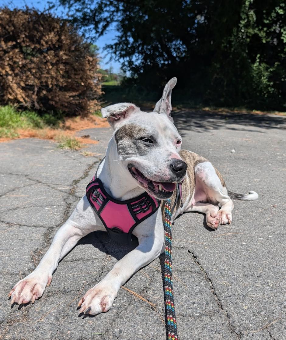 Princess, a Adoptable Pit Bull Terrier in Tinton Falls, NJ image 1/4