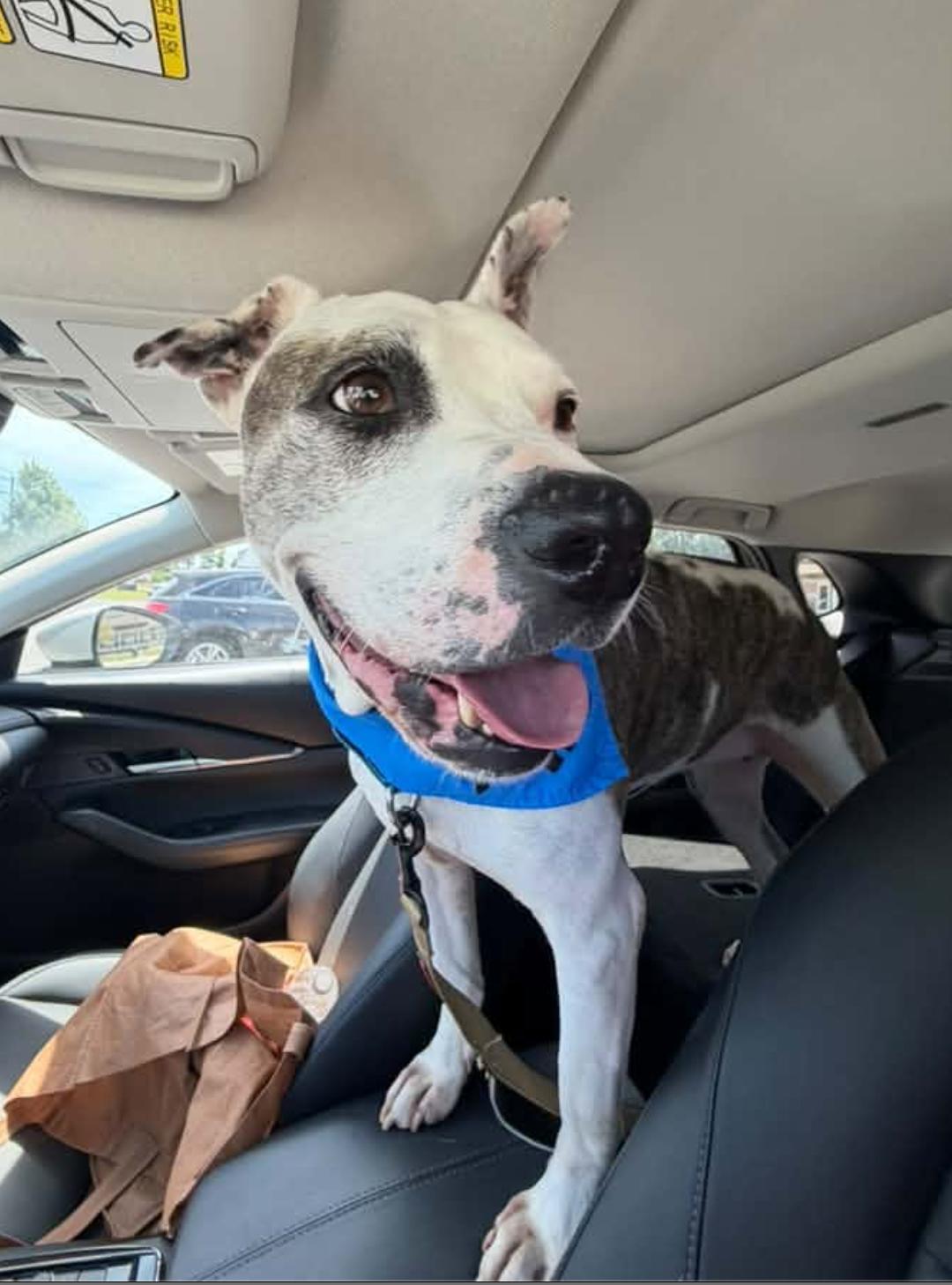Princess, a Adoptable Pit Bull Terrier in Tinton Falls, NJ image 3/4