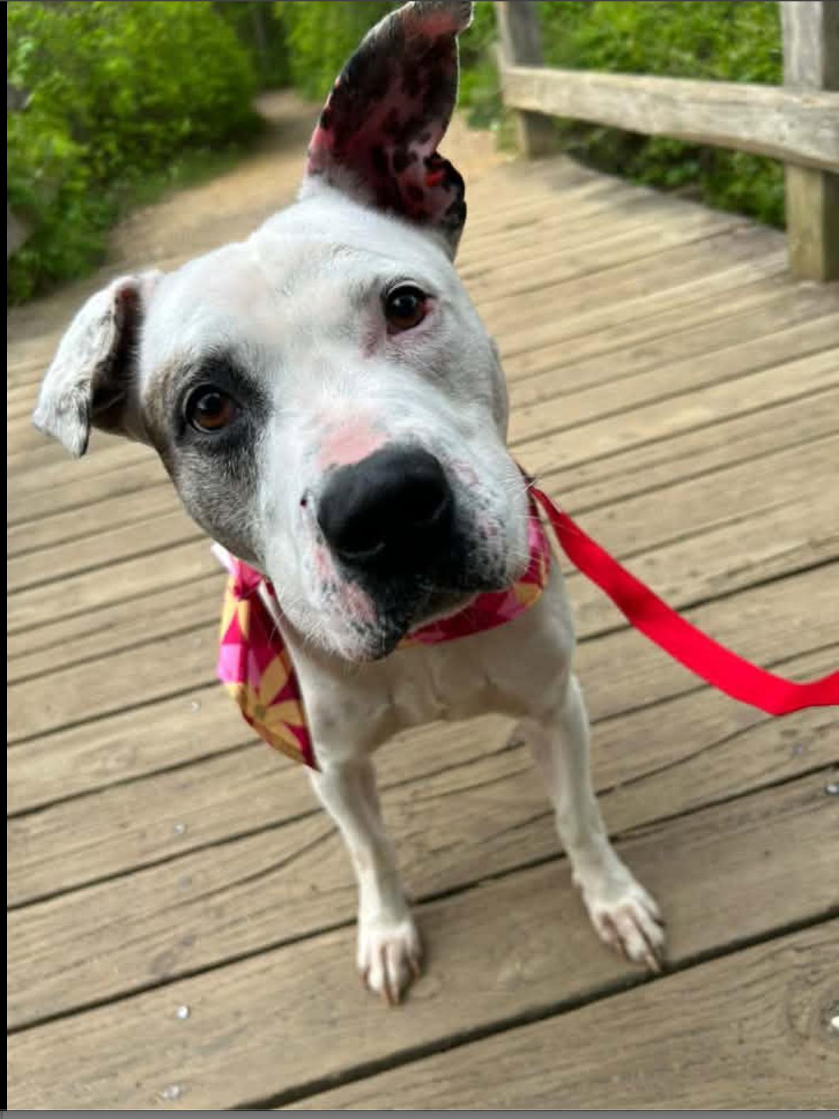 Princess, a Adoptable Pit Bull Terrier in Tinton Falls, NJ image 4/4