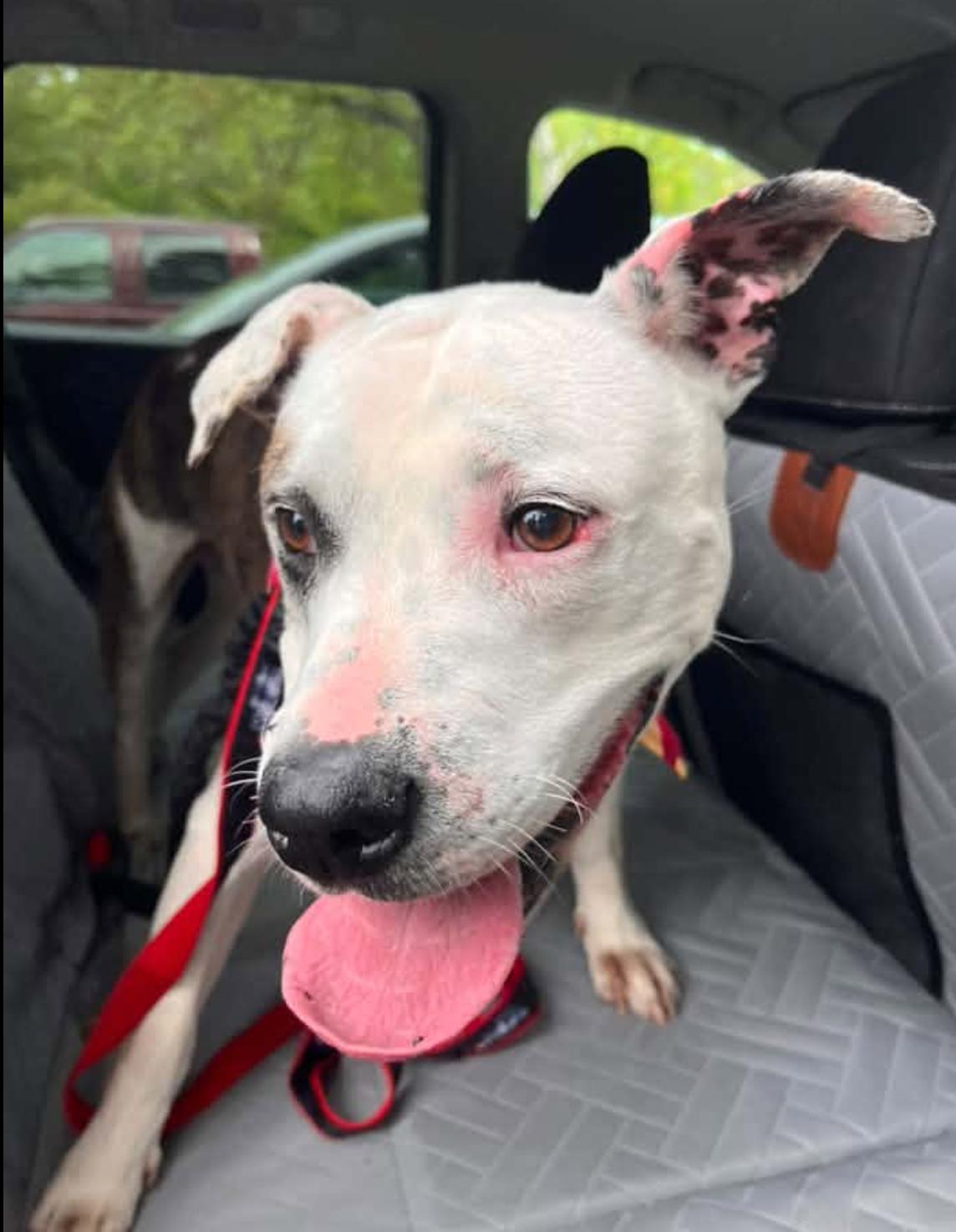 Princess, a Adoptable Pit Bull Terrier in Tinton Falls, NJ image 2/4