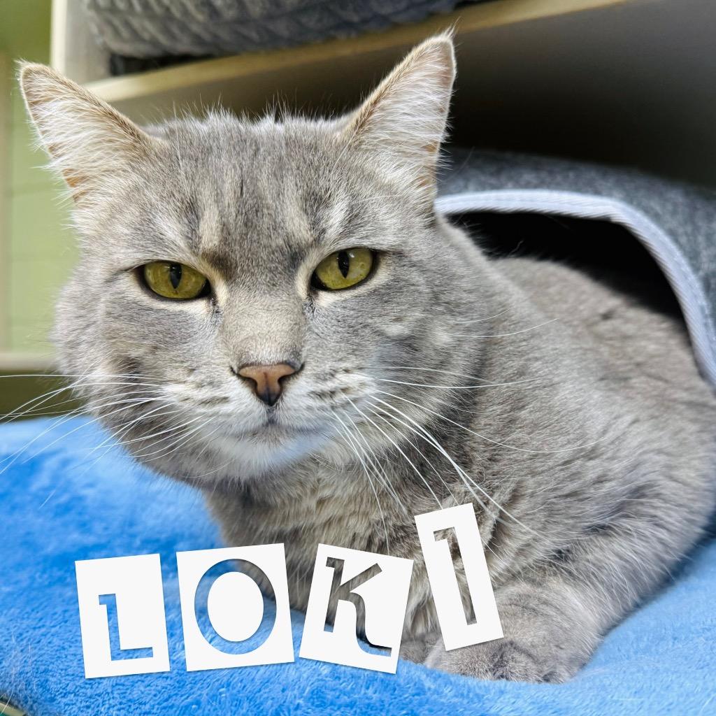 Enlarge Loki, a ADOPTABLE Domestic Medium Hair in Saint George, UT image 1/1