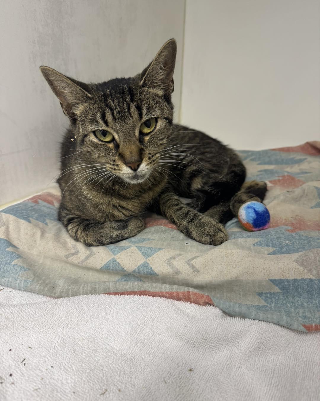 Tiffany, ADOPTABLE, Adult Female Domestic Short Hair.