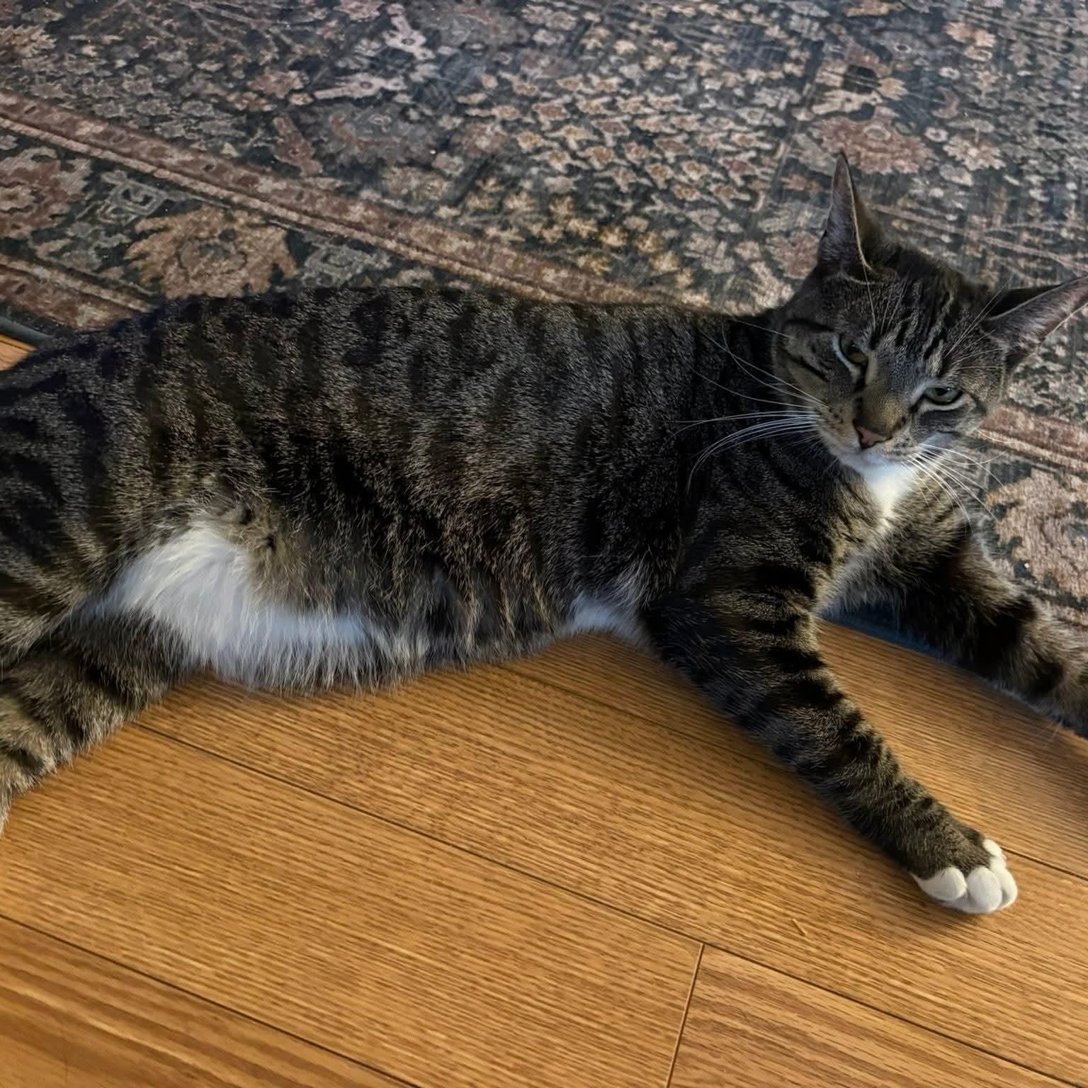 Lemon, a ADOPTABLE Domestic Short Hair in Sewell, NJ image 3/3