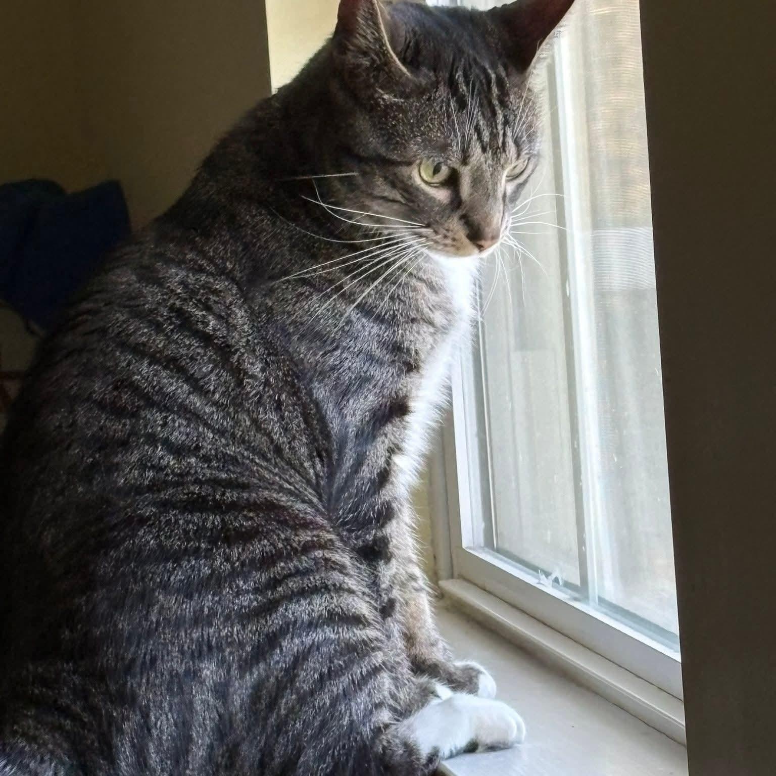 Lemon, ADOPTABLE, Adult Male Domestic Short Hair.