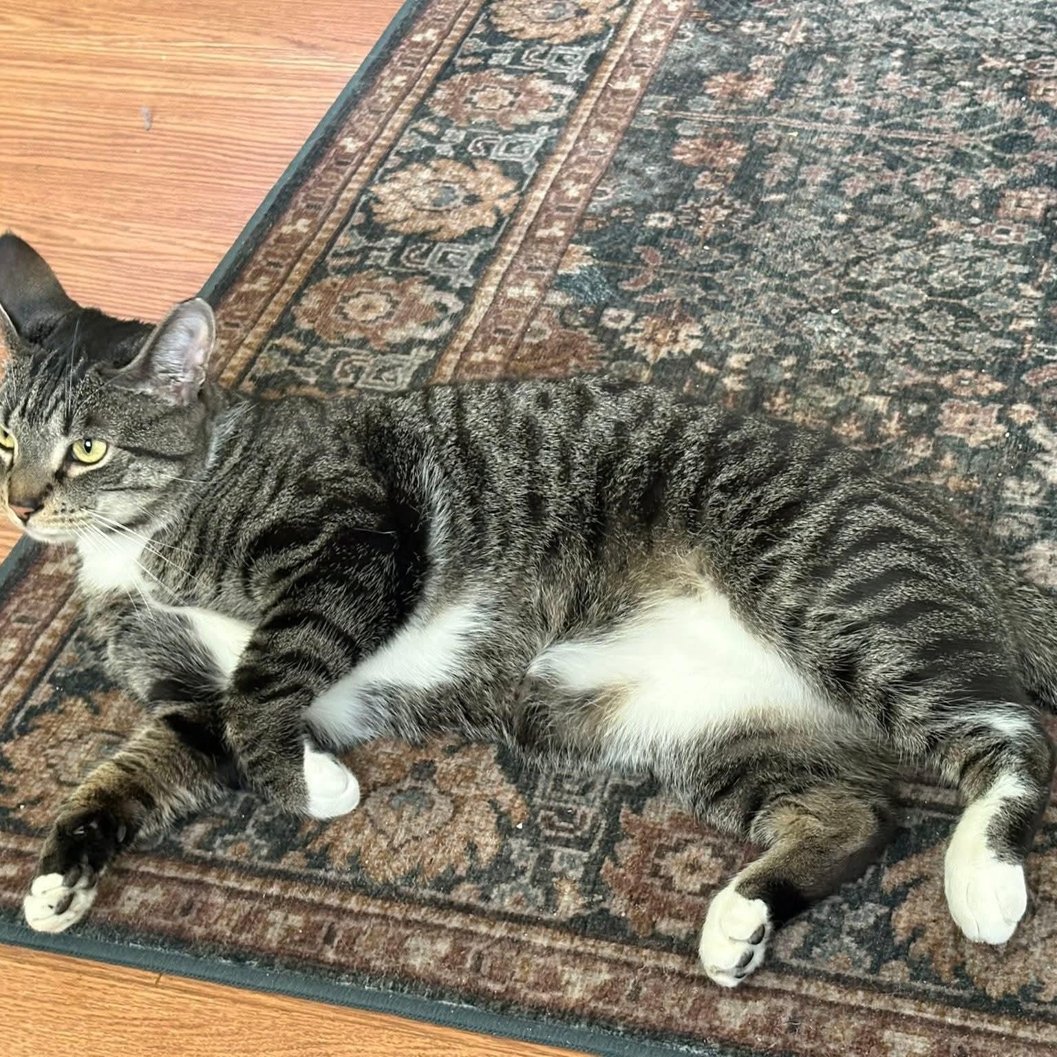 Lemon, a ADOPTABLE Domestic Short Hair in Sewell, NJ image 2/3