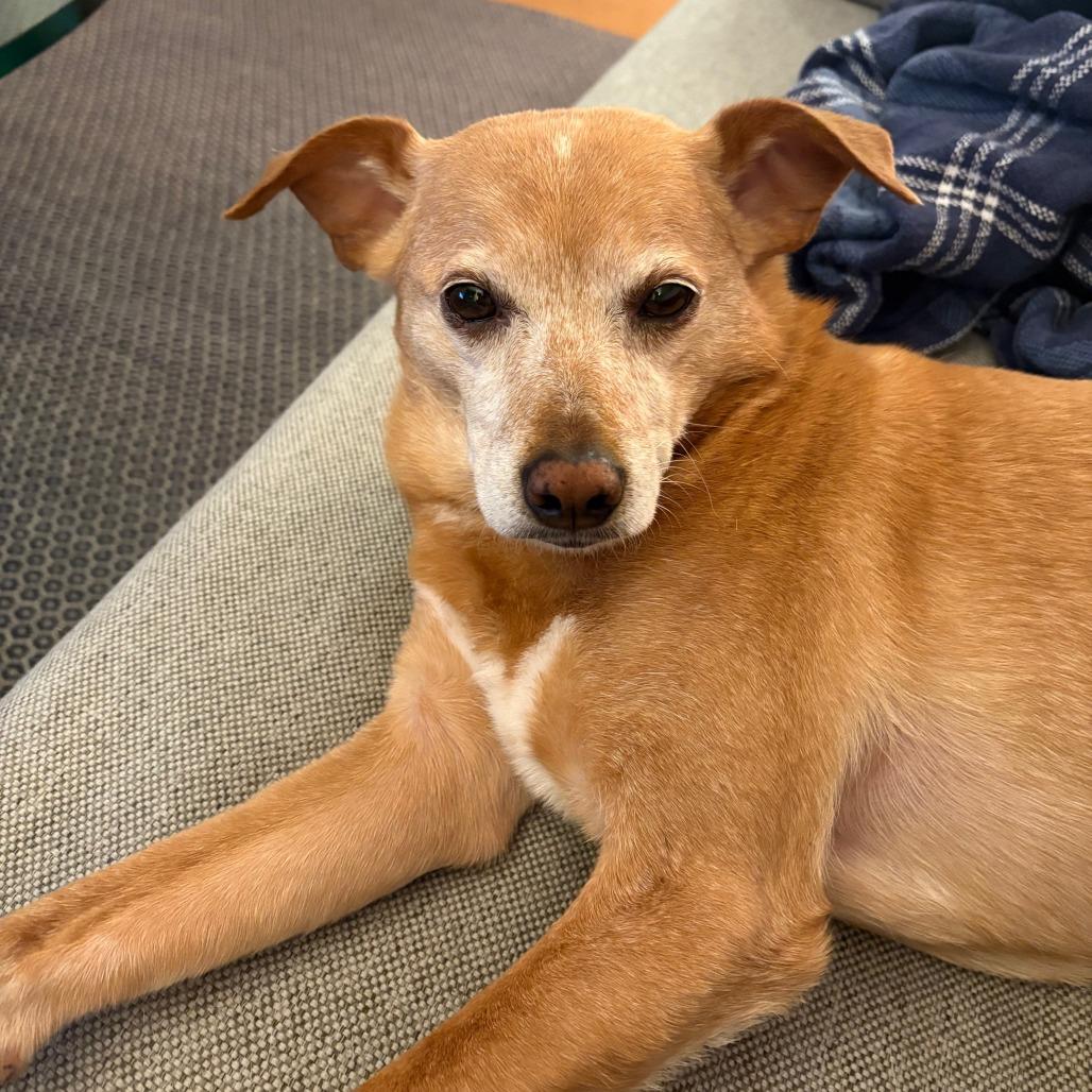 Eden- $70 Bissell Sponsored Adoption Fee!, Adoptable, Senior Female Chihuahua & Terrier.