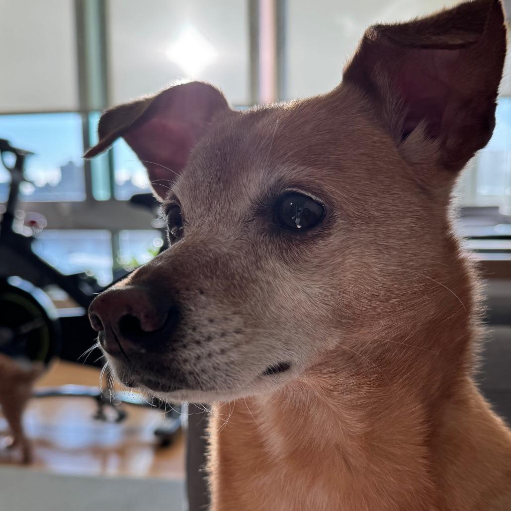 Eden- $70 Bissell Sponsored Adoption Fee!, a Adoptable mixed breed in Staten Island, NY image 2/6