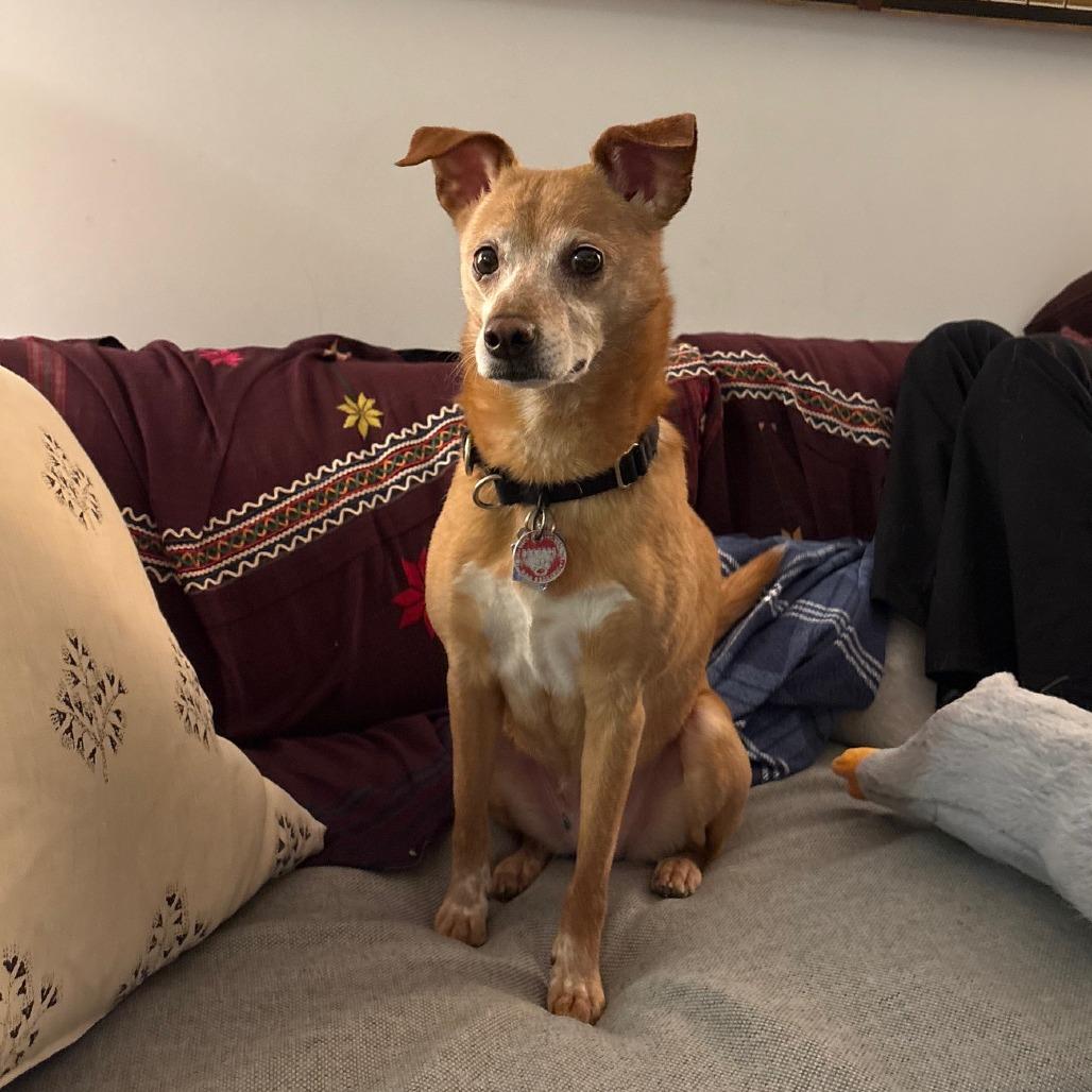 Eden- $70 Bissell Sponsored Adoption Fee!, a Adoptable mixed breed in Staten Island, NY image 3/6