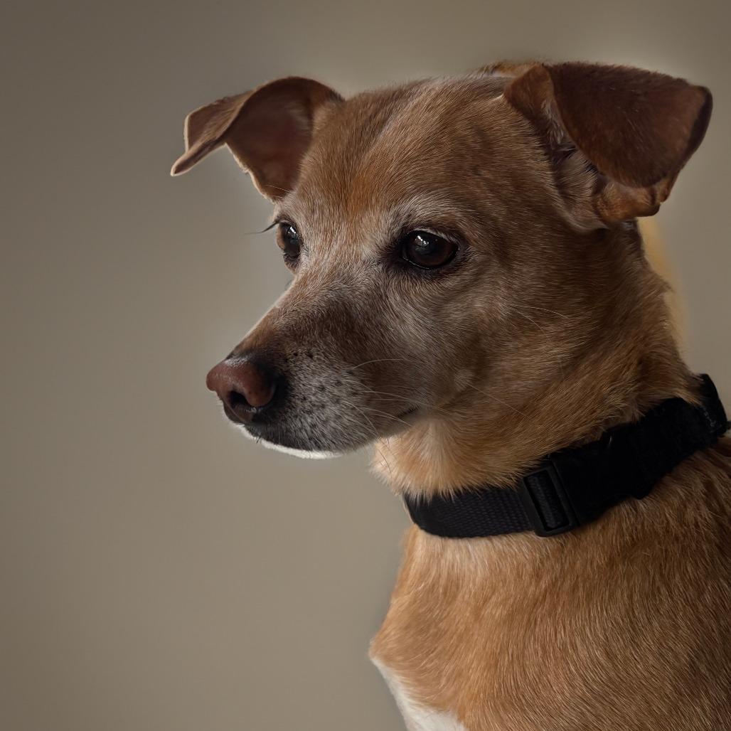 Eden- $70 Bissell Sponsored Adoption Fee!, a Adoptable mixed breed in Staten Island, NY image 4/6