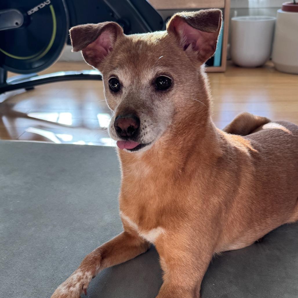 Eden- $70 Bissell Sponsored Adoption Fee!, a Adoptable mixed breed in Staten Island, NY image 5/6