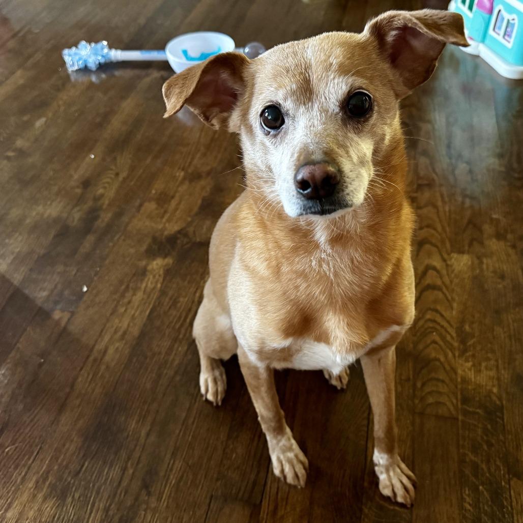 Eden- $70 Bissell Sponsored Adoption Fee!, a Adoptable mixed breed in Staten Island, NY image 6/6