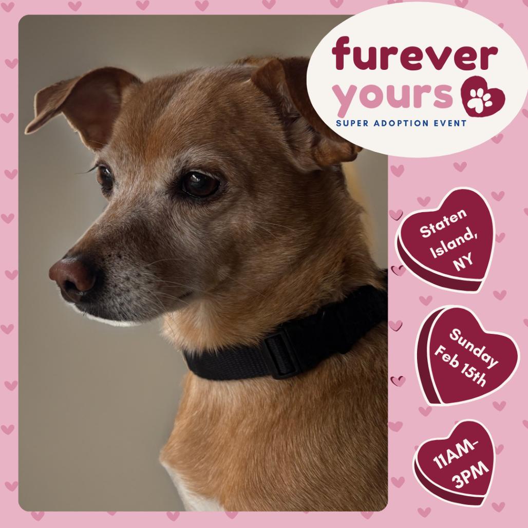 Eden- $200 Adoption Fee!, a Adoptable mixed breed in Staten Island, NY image 6/6