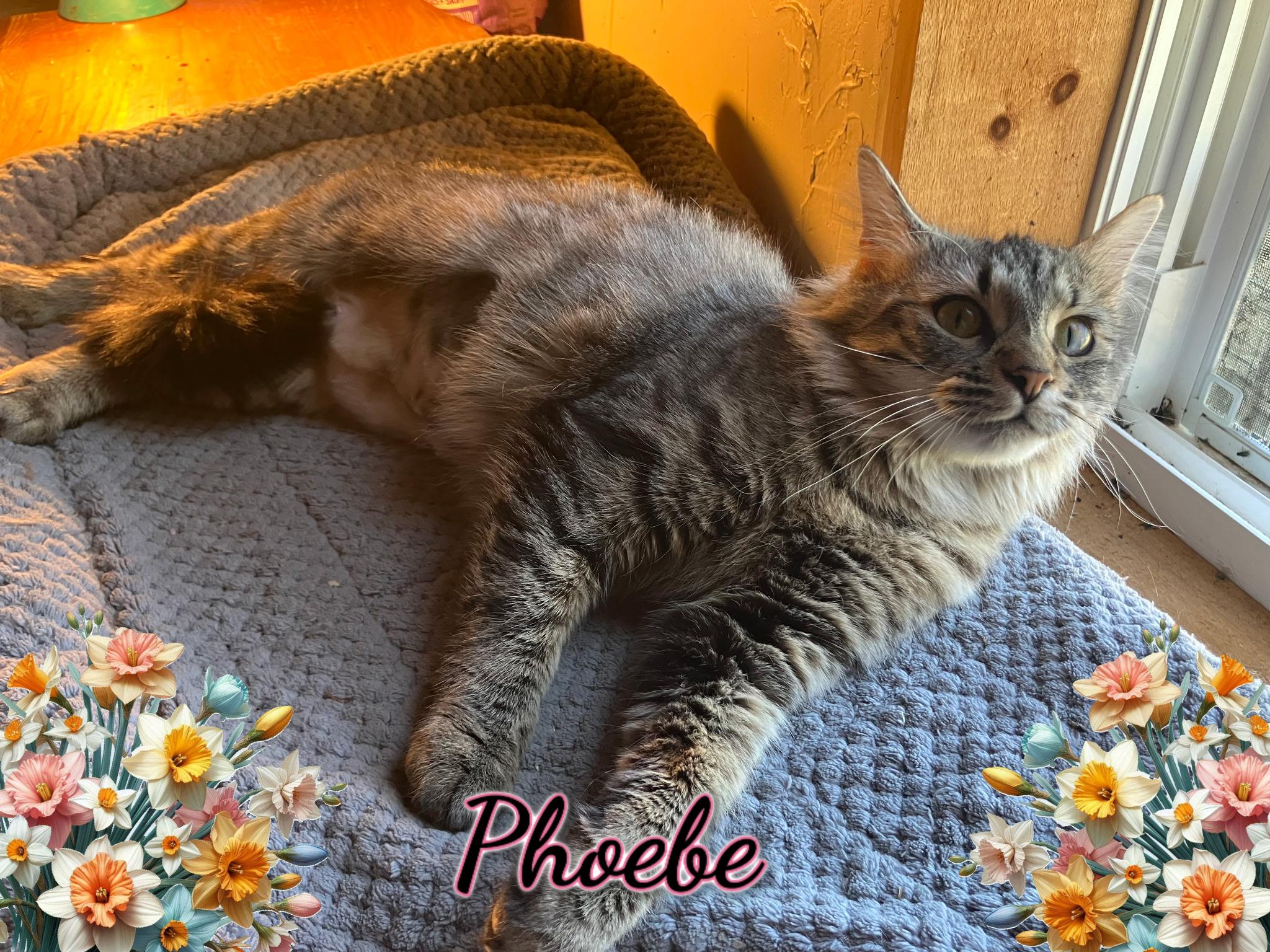 Enlarge Phoebe, a ADOPTABLE Domestic Medium Hair in Corinth, NY image 2/2