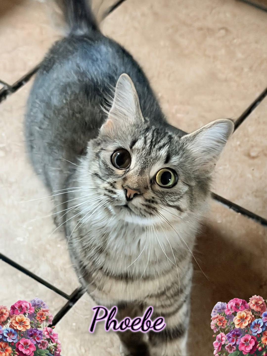 Enlarge Phoebe, a ADOPTABLE Domestic Medium Hair in Corinth, NY image 1/2