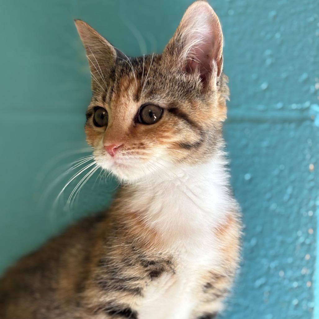 Enlarge Kimmy, a Adoptable Domestic Short Hair in Roxboro, NC image 1/3