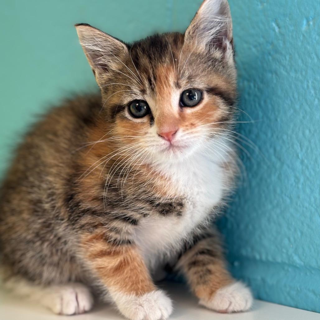 Enlarge Kimmy, a Adoptable Domestic Short Hair in Roxboro, NC image 2/3