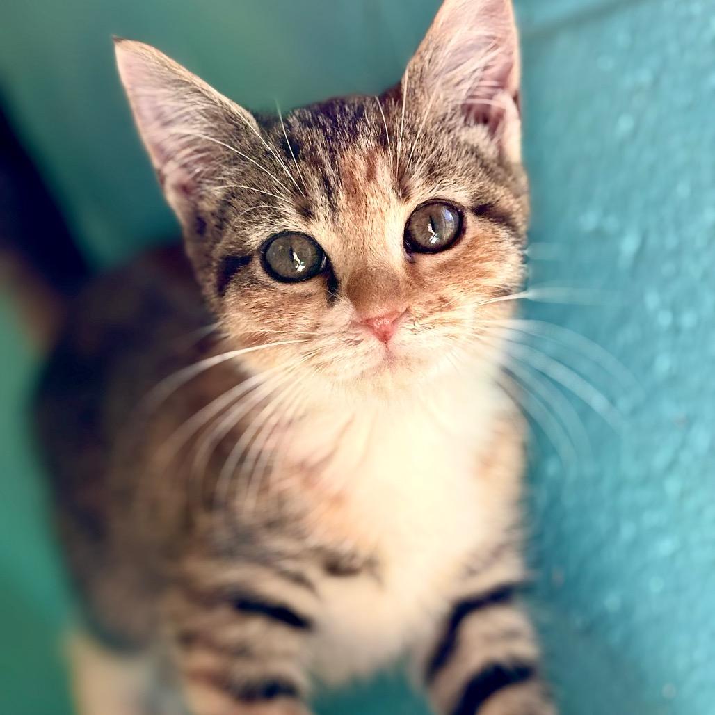 Enlarge Kimmy, a Adoptable Domestic Short Hair in Roxboro, NC image 3/3