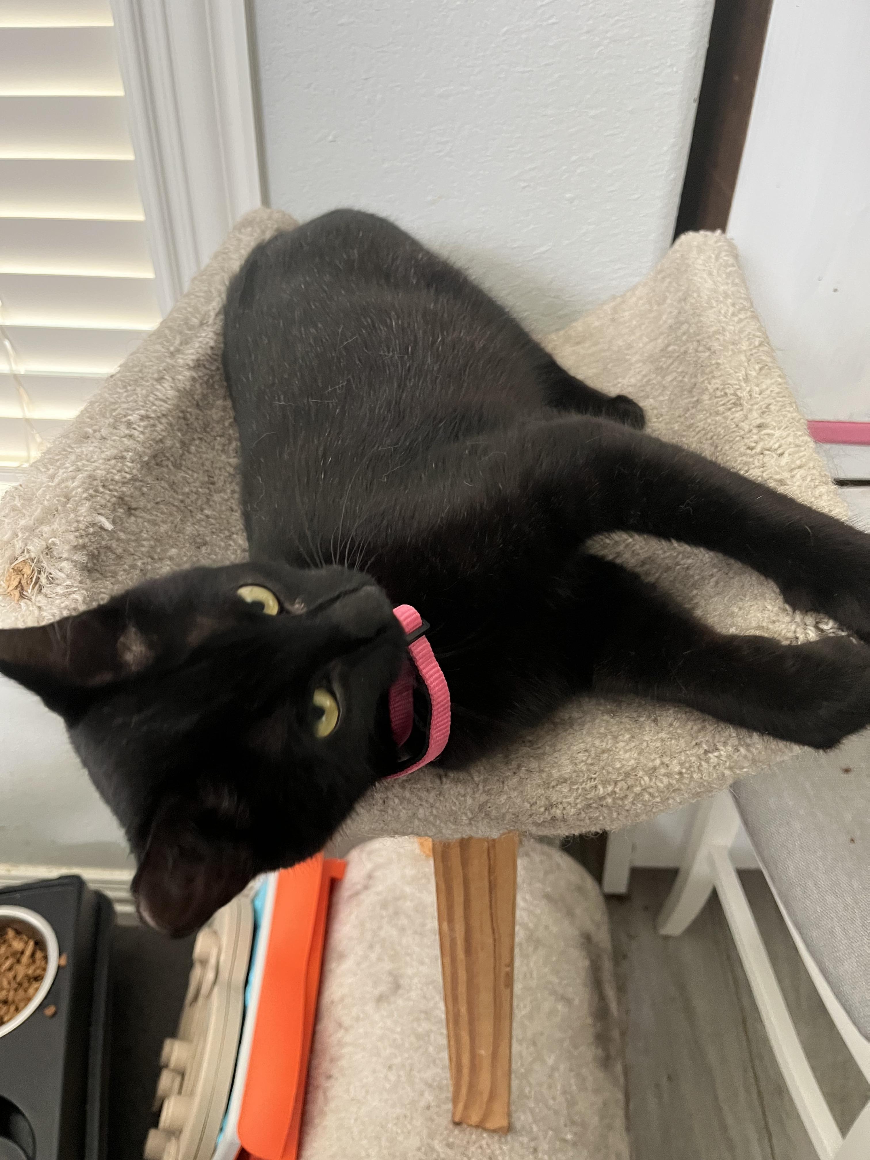 Ike, an adopted Domestic Short Hair in College Station, TX image 2/4