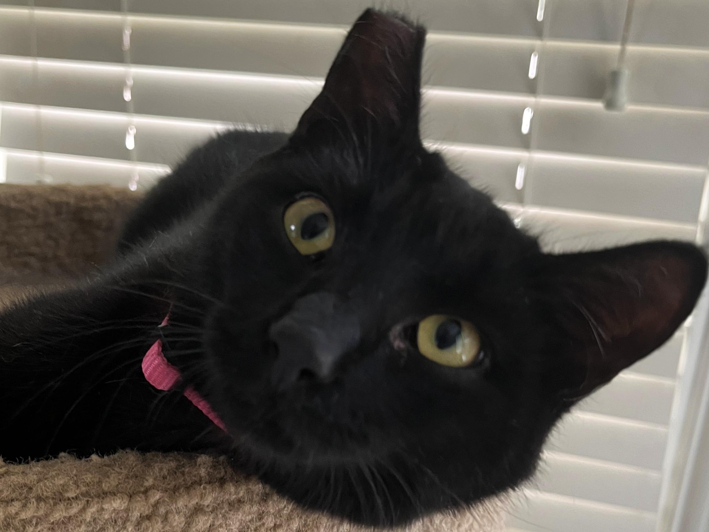Ike, an adopted Domestic Short Hair in College Station, TX image 3/4