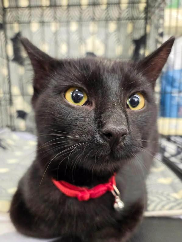 Ike, an adopted Domestic Short Hair in College Station, TX image 1/4