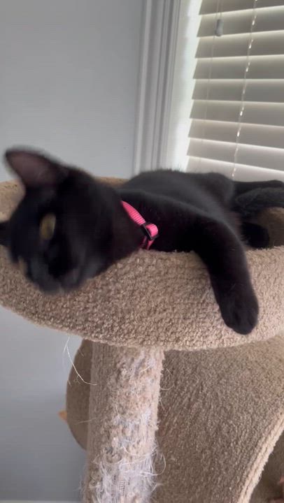Enlarge Ike, an adopted Domestic Short Hair in College Station, TX video 4/4