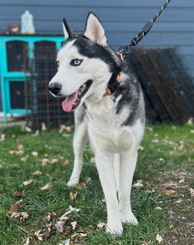 Hades! Sweet easy gentle boy! — thumbnail 2