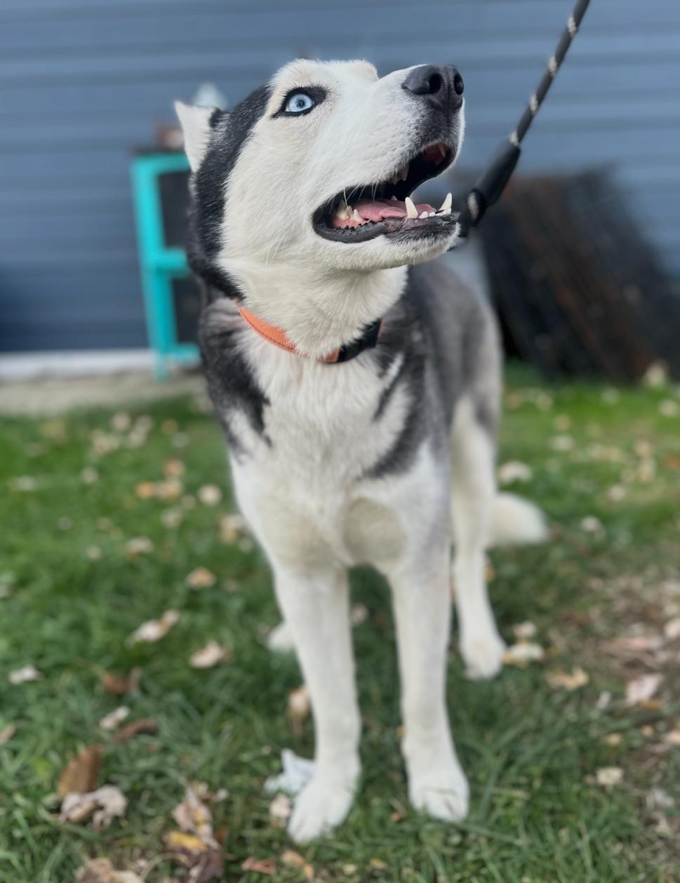 Hades! Sweet easy gentle boy! — thumbnail 3