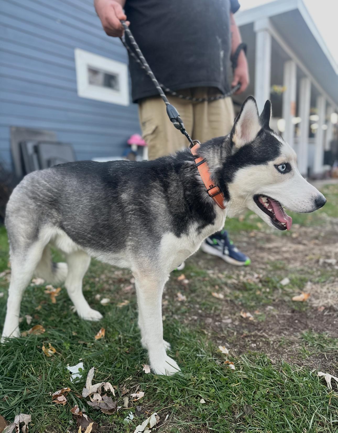 Hades! Sweet easy gentle boy! — thumbnail 4