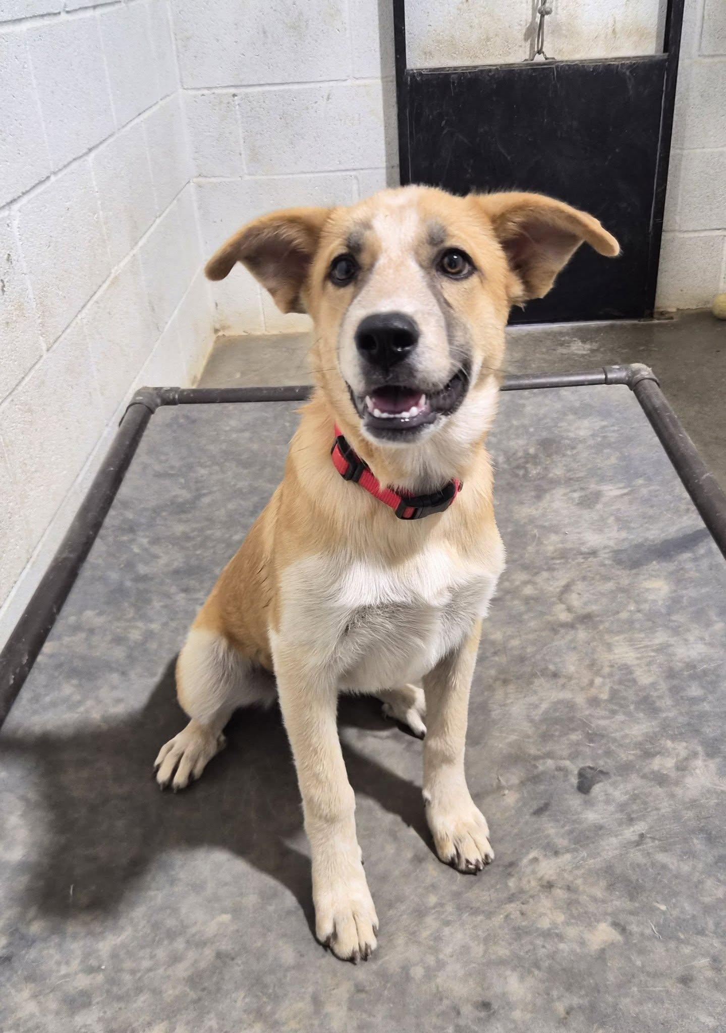 Poppy, Adoptable, Puppy Female Australian Cattle Dog / Blue Heeler & Great Pyrenees.