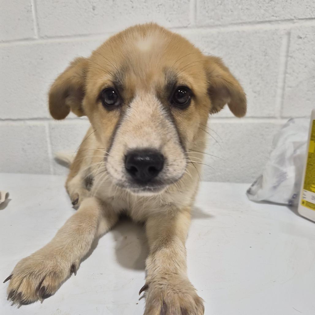 Enlarge Poppy, a Adoptable mixed breed in Montague, TX image 4/4