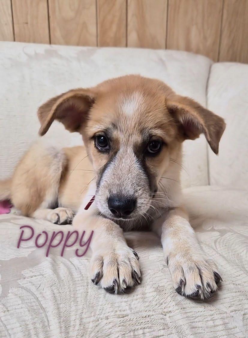 Enlarge Poppy, a Adoptable mixed breed in Montague, TX image 2/4