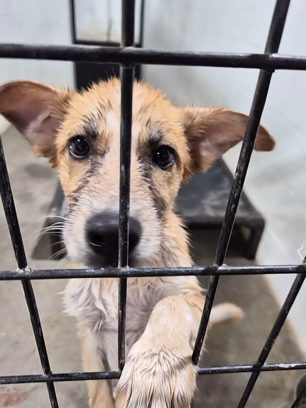 Enlarge Poppy, a Adoptable mixed breed in Montague, TX image 3/4